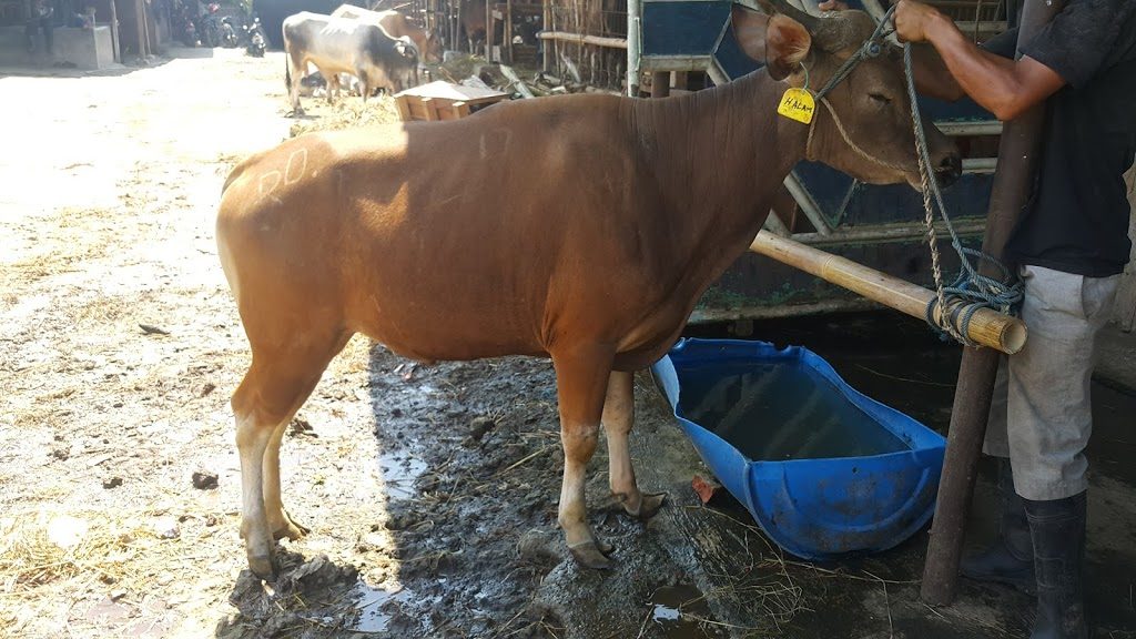 sapi promo 2020,promo sapi,promo qurban bekasi,promo sapi qurban,sapi qurban,sehat,sapi barokah,sapi qurban 2020,jenis sapi bekasi,harga sapi bekasi 2020,jual sapi bekasi,sapi daging seger,sapi jawa,sapi ternak,sapi limosin,sapi bali,sapi mewah,sapi murah,harga sapi,harga sapi qurban,jenis sapi,harga sapi,qurban,harga sapi qurban 2020,harga sapi qurban 1441 H,harga sapi,qurban sapi 2020,sapi qurban 2020,sapi qurban 1441,sapi qurban 1441 H,sapi kurban 2020,sapi kurban 1441 Hjenis sapi,jenis sapi qurban,jenis sapi kurban,sapi jenis qurban,sapi jenis kurban,sapi gemuk,sapi ternak,ternak sapi,sapibesar,sapigede,limosin,brahma,sapiqurban,qurban,kurban,qurbansapi,kurbansapi,sapi qurban,sapi kurban,sapi besar,sapi gede,qurban murah,kurban sapi,sapi murah kurban,sapi bali,sapi limo,sapilimosin,sapi limosin,sapi jawa,sapi kupang,sapi onggol,sapi putih,sapi hitam,sapi bersih,sapi sehat,sapi kuat,sapi pedaging,sapi jogrog,sapi tongkrongan,sapi daging,daging sapi,daging kurban,qurban daging,kurban daging,kurban daging sapi,qurban daging sapi,sapi sehat,sapi bersih,sapi ganteng,sapi kontes,kontes sapi,sapi hitam,sapi gemuk,sapi bx,sapi australia,sapi belgia,sapi breeding,sapi ternak,ternak sapi,sapi seger,qurban sapi,sapi qurban,sapi idaman,qurban sapi,sapibener,sapi,sapibesar,sapigede,limosin,brahma,sapiqurban,qurban,kurban,qurbansapi,kurbansapi,sapi qurban,sapi kurban,sapi besar,sapi gede,qurban murah,kurban sapi,sapi murah kurban,sapi bali,sapi limo,sapilimosin,sapi limosin,sapi jawa,sapi kupang,sapi onggol,sapi putih,sapi hitam,sapi bersih,sapi sehat,sapi kuat,sapi pedaging,sapi jogrog,sapi tongkrongan,sapi daging,daging sapi,daging kurban,qurban daging,kurban daging,kurban daging sapi,qurban daging sapi,sapi sehat,sapi bersih,sapi ganteng,sapi kontes,kontes sapi,sapi hitam,sapi gemuk,sapi bx,sapi australia,sapi belgia,sapi breeding,sapi ternak,ternak sapi,sapi seger,qurban sapi,sapi qurban,sapi idaman,qurban sapi,sapi bener,sapi,sapibesar,sapigede,limosin,brahma,sapiqurban,qurban,kurban,qurbansapi,kurbansapi,sapi qurban,sapi kurban,sapi besar,sapi gede,qurban murah,kurban sapi,sapi murah kurban,sapi bali,sapi limo,sapilimosin,sapi limosin,sapi jawa,sapi kupang,sapi onggol,sapi putih,sapi hitam,sapi bersih,sapi sehat,sapi kuat,sapi pedaging,sapi jogrog,sapi tongkrongan,sapi daging,daging sapi,daging kurban,qurban daging,kurban daging,kurban daging sapi,qurban daging sapi,sapi sehat,sapi bersih,sapi ganteng,sapi kontes,kontes sapi,sapi hitam,sapi gemuk,sapi bx,sapi australia,sapi belgia,sapi breeding,sapi ternak,ternak sapi,sapi seger,qurban sapi,sapi qurban,sapi idaman,qurban sapi,sapibener,sapi,sapibesar,sapigede,limosin,brahma,sapiqurban,qurban,kurban,qurbansapi,kurbansapi,sapi qurban,sapi kurban,sapi besar,sapi gede,qurban murah,kurban sapi,sapi murah kurban,sapi bali,sapi limo,sapilimosin,sapi limosin,sapi jawa,sapi kupang,sapi onggol,sapi putih,sapi hitam,sapi bersih,sapi sehat,sapi kuat,sapi pedaging,sapi jogrog,sapi tongkrongan,sapi daging,daging sapi,daging kurban,qurban daging,kurban daging,kurban daging sapi,qurban daging sapi,sapi sehat,sapi bersih,sapi ganteng,sapi kontes,kontes sapi,sapi hitam,sapi gemuk,sapi bx,sapi australia,sapi belgia,sapi breeding,sapi ternak,ternak sapi,sapi seger,qurban sapi,sapi qurban,sapi idaman,qurban sapi,sapi gebyar,gebyar qurban bekasi,gebyar qurban