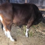 sapi qurban,sapi qurban bekasi,sapi qurban 2020,sapi limosin,sapi bali,sapi jogrogan,daging sapi,jenis sapi,jenis qurban,sapi,qurban 1441,qurban bekasi,sapi bekasi,sapi qurban sehat,sapi syari,sapi untuk kurban,sapi kurban,sapi murah,qurban murah,sapi berkualitas,sapi ternak,sapi gemuk,sapi siap qurban,sapi tercinta,sapi putih,sapi mewah,otot sapi,daging,daging qurban,promo qurban,harga sapi,harga promo qurban,obral sapi,pasar qurban,pasar sapi,tempat potong,sapi potong,tempat qurban,sapi ternak,bibit sapi,sapi gahar,sapi raksasa,sapi terbesar,dunia sapi,juragan sapi,ahli sapi,menyalurkan daging,daging qurban