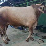 sapi qurban,sapi qurban bekasi,sapi qurban 2020,sapi limosin,sapi bali,sapi jogrogan,daging sapi,jenis sapi,jenis qurban,sapi,qurban 1441,qurban bekasi,sapi bekasi,sapi qurban sehat,sapi syari,sapi untuk kurban,sapi kurban,sapi murah,qurban murah,sapi berkualitas,sapi ternak,sapi gemuk,sapi siap qurban,sapi tercinta,sapi putih,sapi mewah,otot sapi,daging,daging qurban,promo qurban,harga sapi,harga promo qurban,obral sapi,pasar qurban,pasar sapi,tempat potong,sapi potong,tempat qurban,sapi ternak,bibit sapi,sapi gahar,sapi raksasa,sapi terbesar,dunia sapi,juragan sapi,ahli sapi,menyalurkan daging,daging qurban