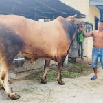 sapi qurban-sapi kurban-sapi-sapi qurban-harga sapi-sapi bekasi-sapi limosin-sapi qurban-sapi kurban-qurban sapi-kurban sapi-daging sapi-daging qurban-daging sapi kurban-daging kurban-promo sapi-promo kurban-promo sapi kurban-sapi-sapi kurban-sapiQurban